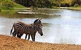 TANZANIA - Serengeti National Park - 062